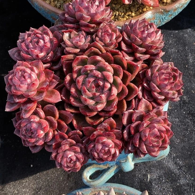 【闪购商品】多肉植物