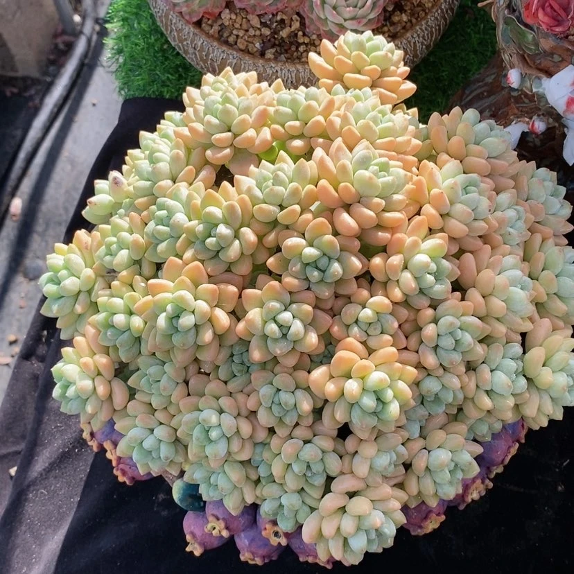 【闪购商品】多肉植物
