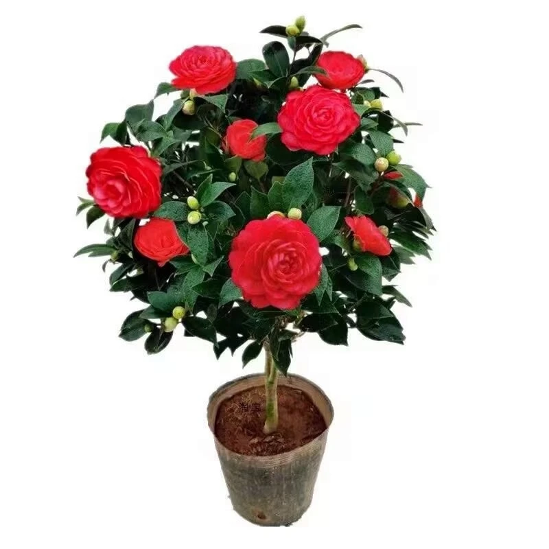 茶花树苗五色赤丹六角大红香妃香茶花阳台庭院盆栽花卉植物