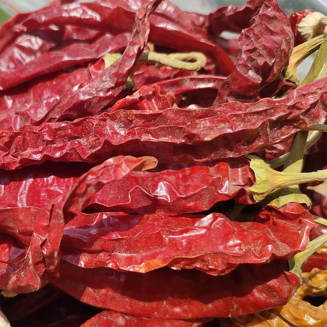 湖南特产农家种植干辣椒中辣特香红辣椒