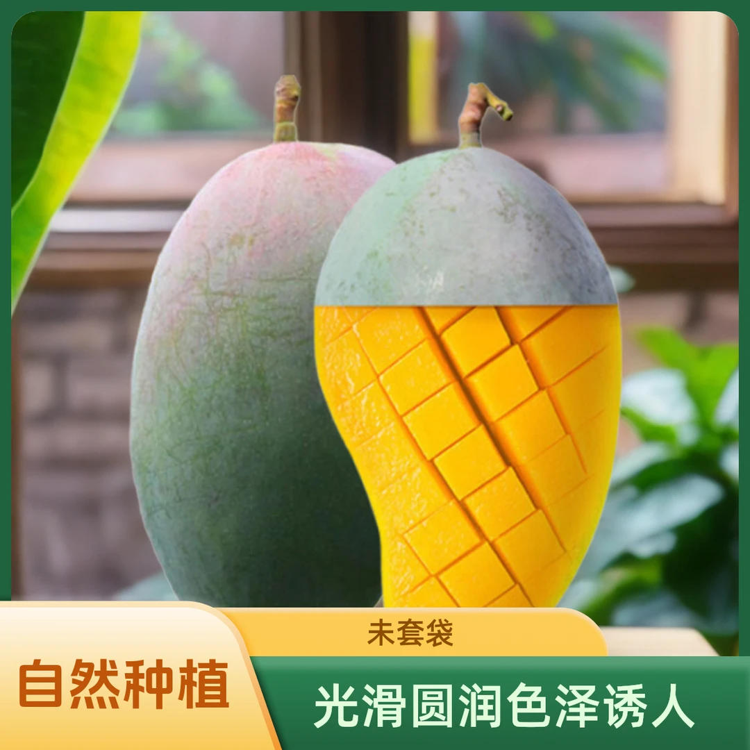 【催熟食用】攀枝花农家凯特芒果新鲜水果酸甜多汁肉厚凯特芒果包邮