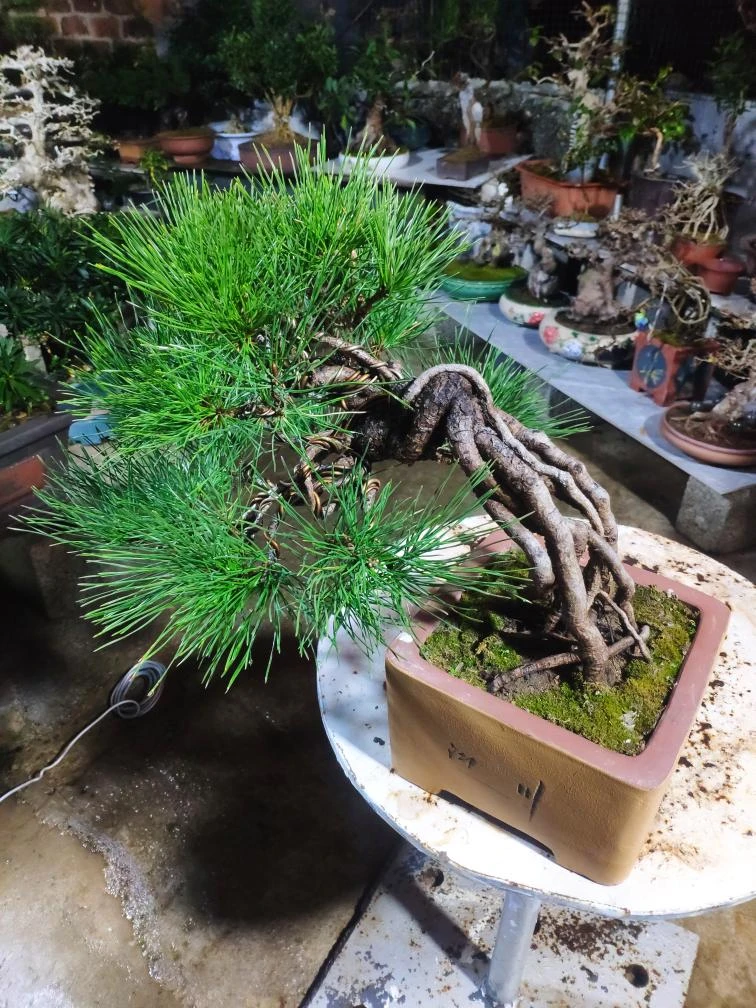 非常奈斯的盆栽，非常好