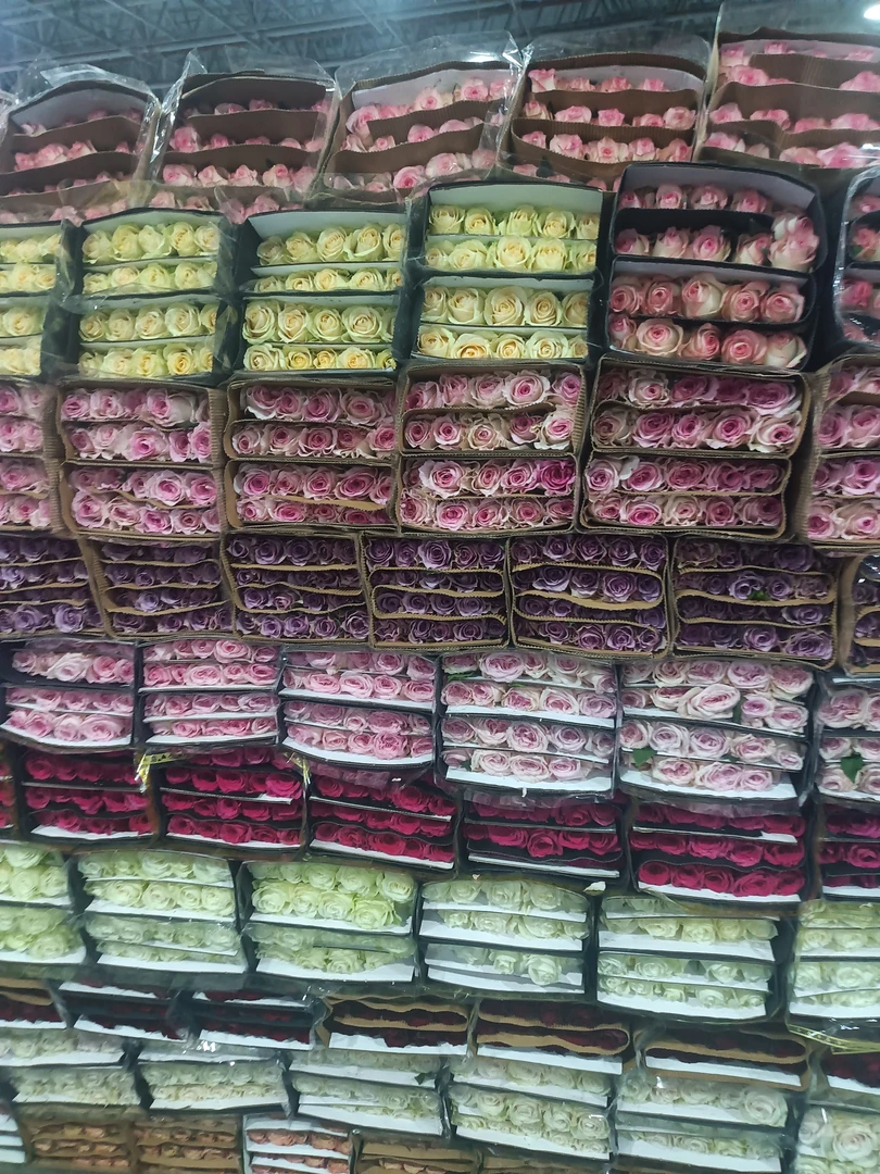 混装配色玫瑰扫底