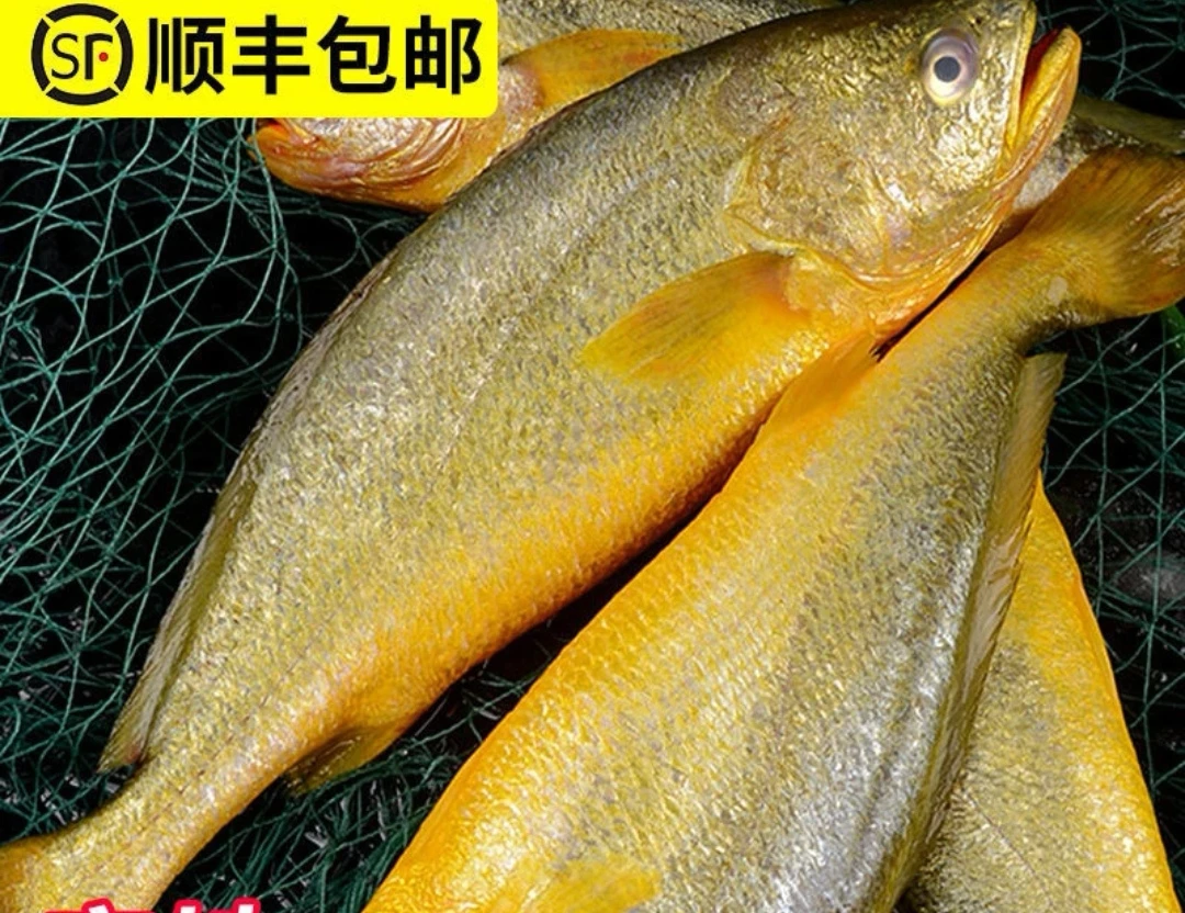 大连发货   黄花鱼（顺丰包邮）个别有伤，介意勿拍