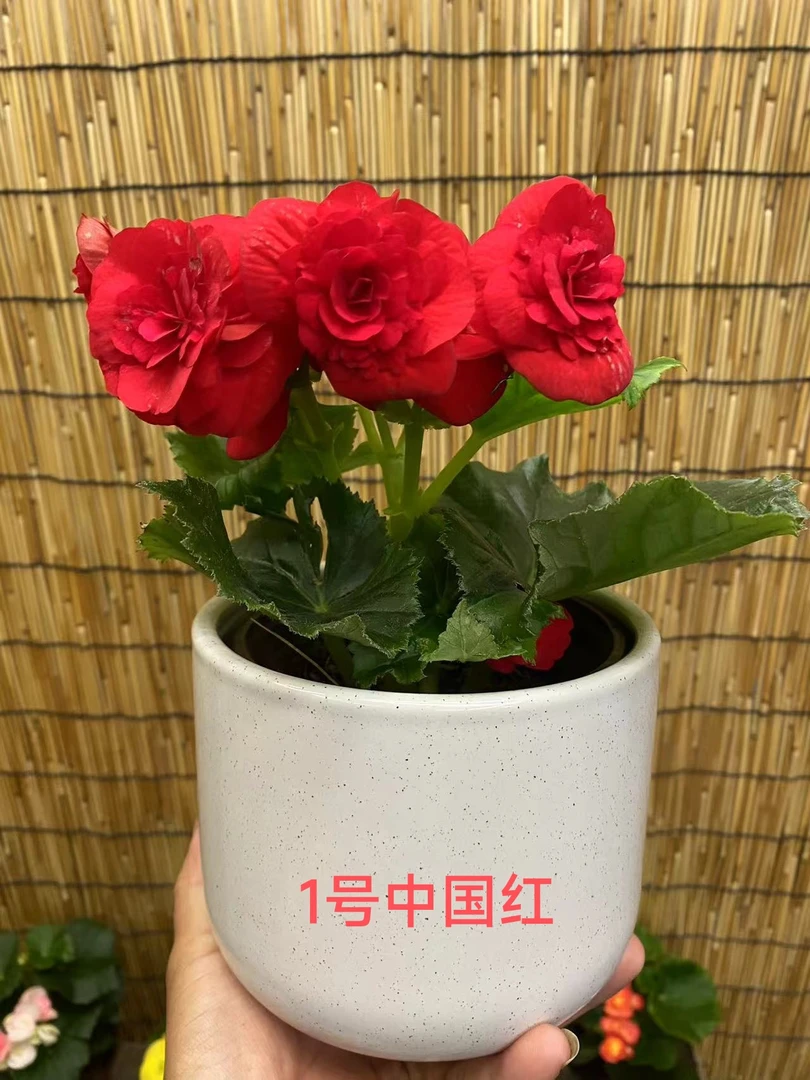 两盆丽格海棠130盆室内花卉四季开花