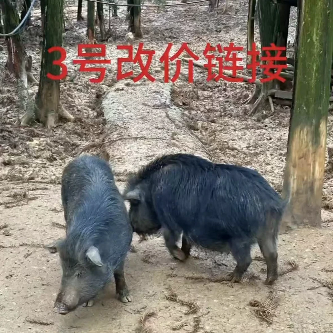 【3号改价链接】新鲜现杀生态散养藏香猪,(直播现称为准)