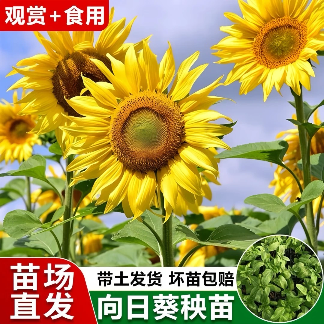 向日葵苗四季花卉阳台向日葵秧苗优质油葵绿植种植可食花苗基地