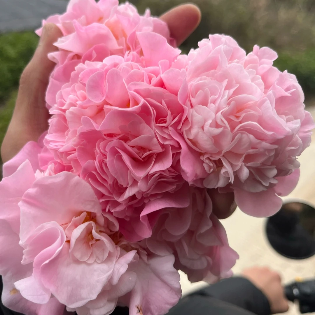 年宵花卉香妃香茶花