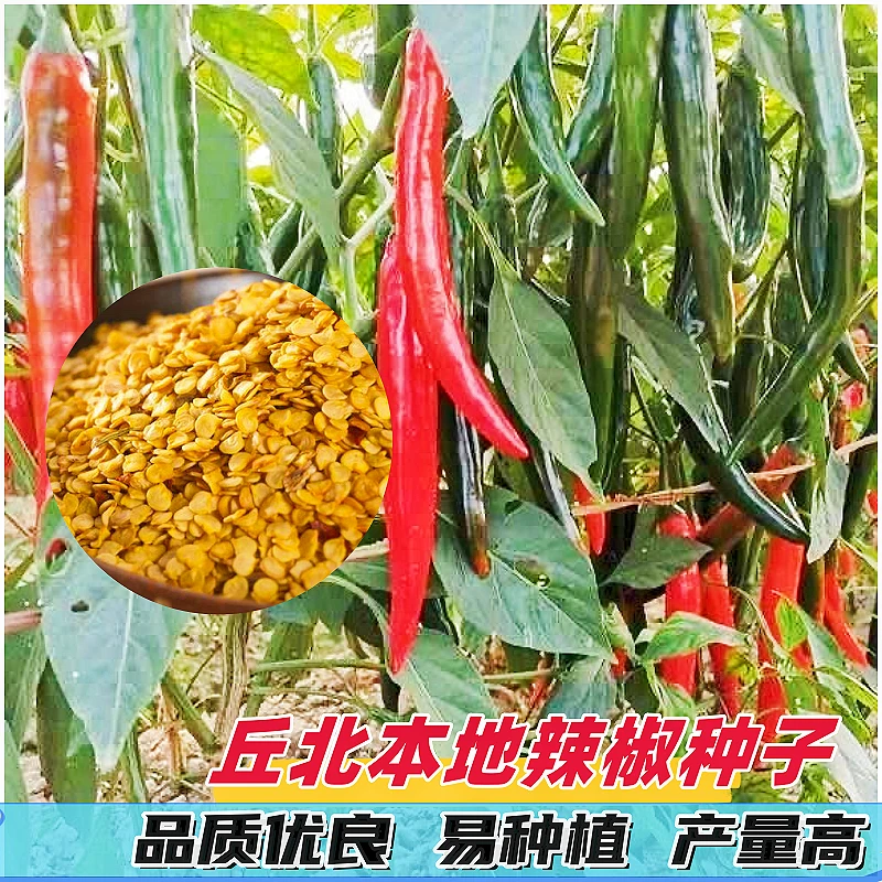 丘北本地栽培辣椒种子香辣增香美味中辣特香阳台种植花盆四季可种