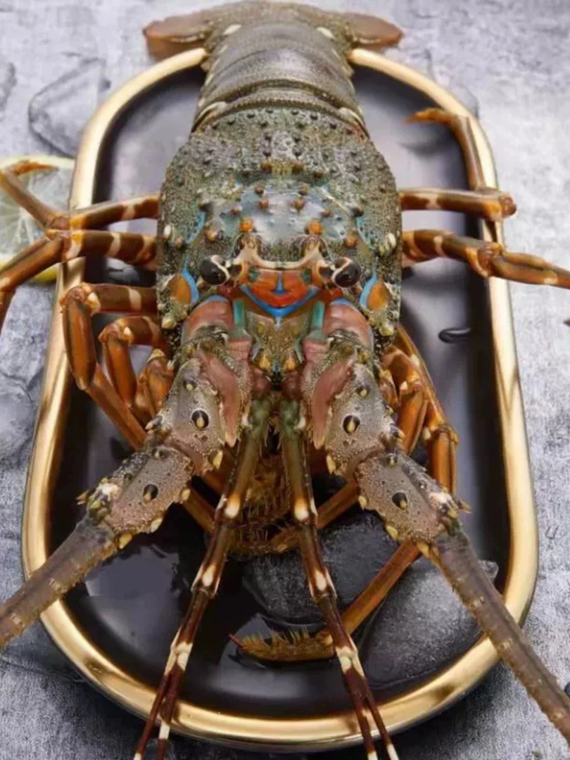 【7-8两/只 小青龙虾】新鲜速冻包鲜包肥顺丰包邮