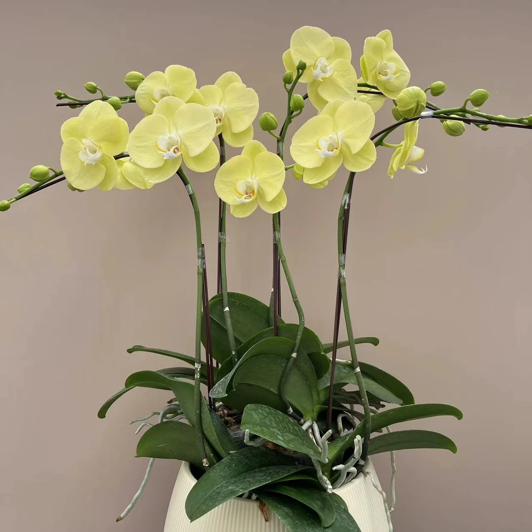 蝴蝶兰【玉格格】 3.0加高 带花带花苞