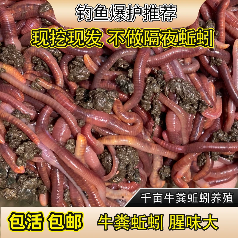 【蚯蚓王推荐装】蚯蚓拉饵红虫钓鱼爆护专用活饵垂钓饵鱼腥味冬季野