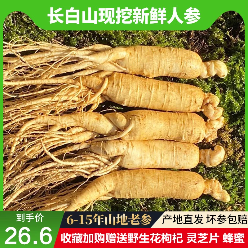 长白山新鲜人参整枝野生人叁鲜参东北野山参林下参泡酒中药材源头