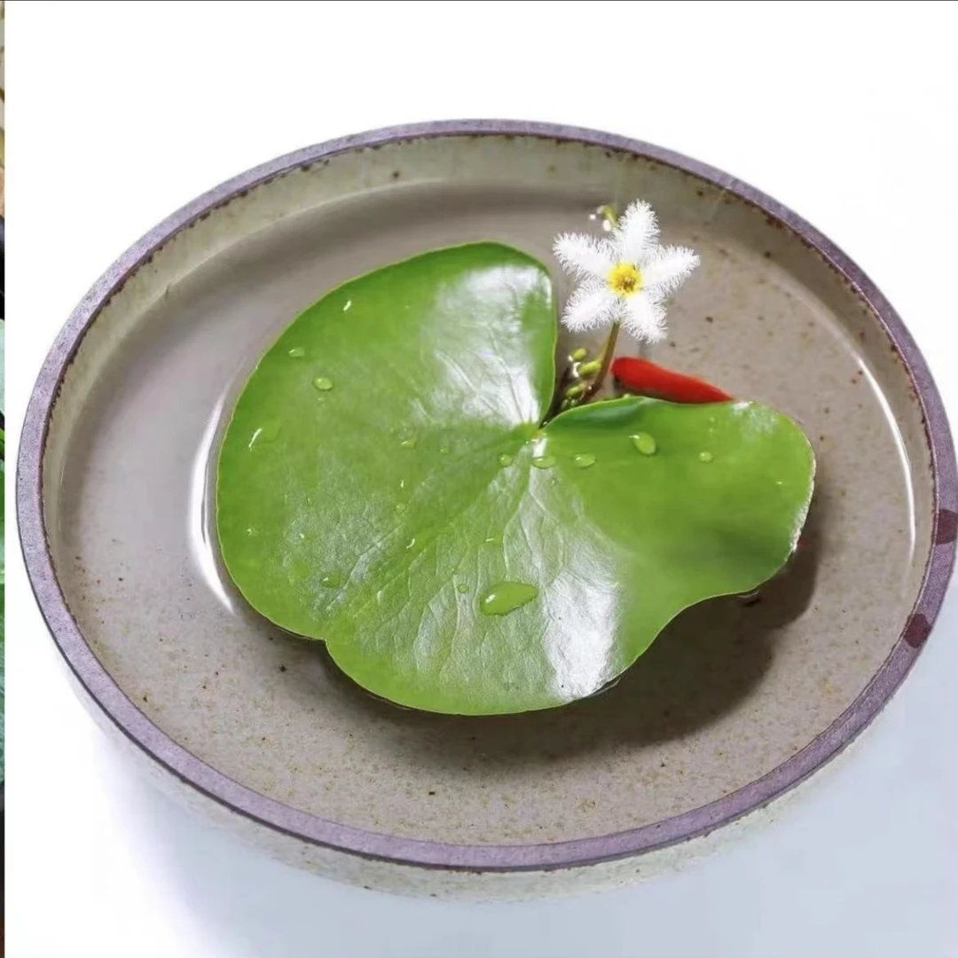 一叶莲水生花卉荷叶碗莲适合水培植物带花苞四季开花室内阳台莲花
