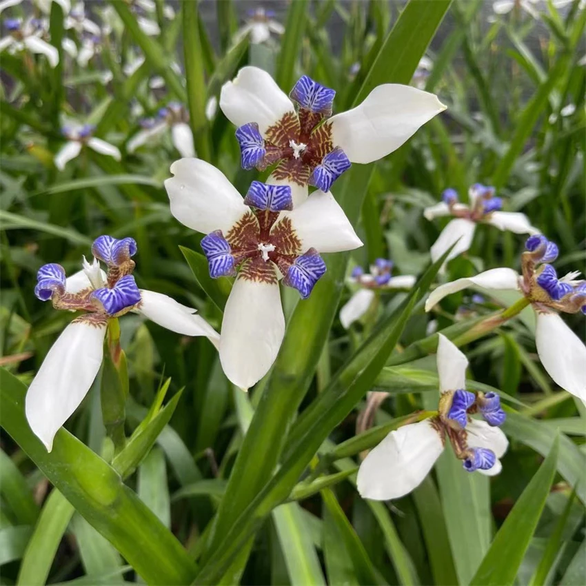 美丽巴西鸢尾兰阳台庭院盆栽鸢尾兰 鸢尾花苗玉蝴蝶四季常绿花卉