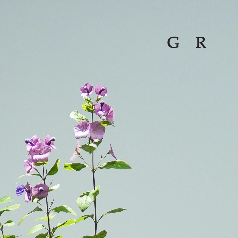 粉苞冬红帽子花观花盆栽阳台庭院花坛公园绿化植物四季开花