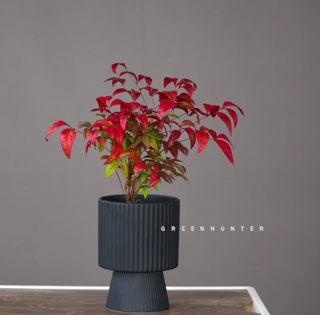 绿色捕手 火焰南天竹植物盆栽 红色叶片 耐寒绿植 年宵节日盆栽