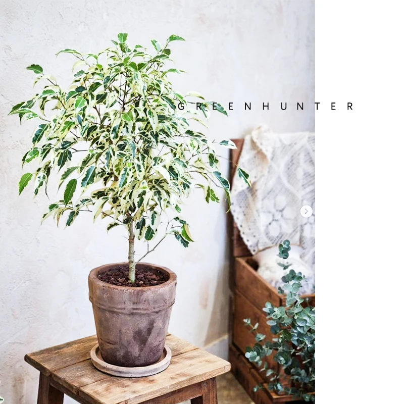 星光垂榕花叶榕垂叶榕树室内彩叶绿植观叶盆栽耐热夏季办公桌客厅