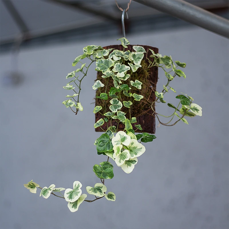 河道边 雪莹常春藤植物盆栽盆景室内耐阴吊篮绿植雪萤 网红热植