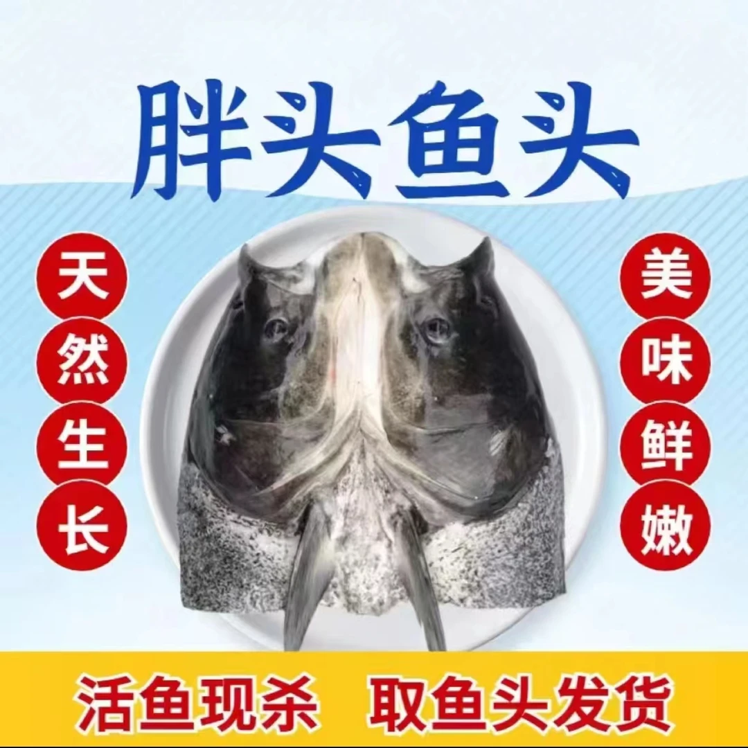 千岛湖胖头鱼鱼头活杀冰鲜现切光鳙鱼花鲢鱼头整个带鳃称5-15斤