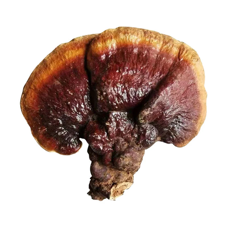 西藏灵芝整枝野生采摘灵芝赤灵芝正宗干货野灵芝西藏深山食用