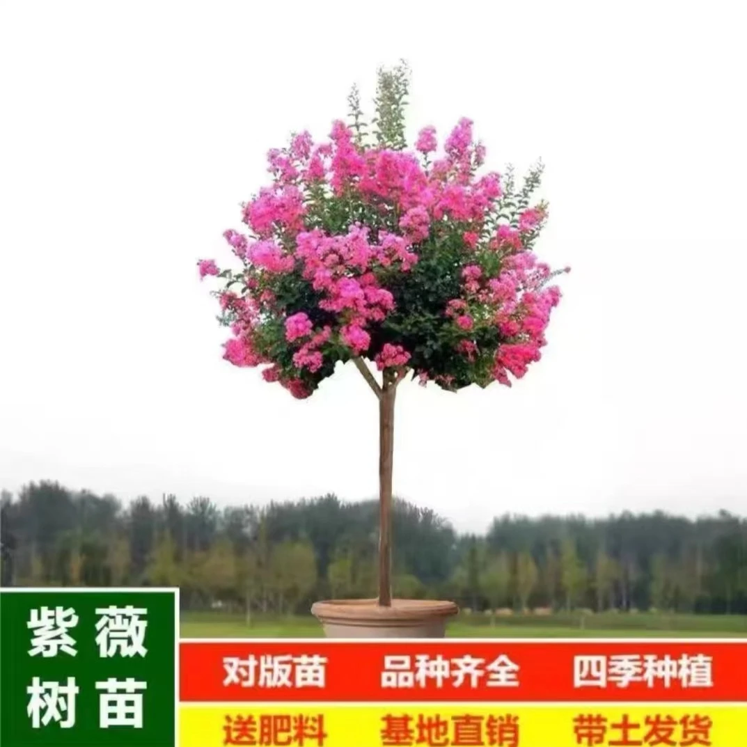 紫薇花石楠花带土发货可开花种植适合夏日四季多种颜色可选植物