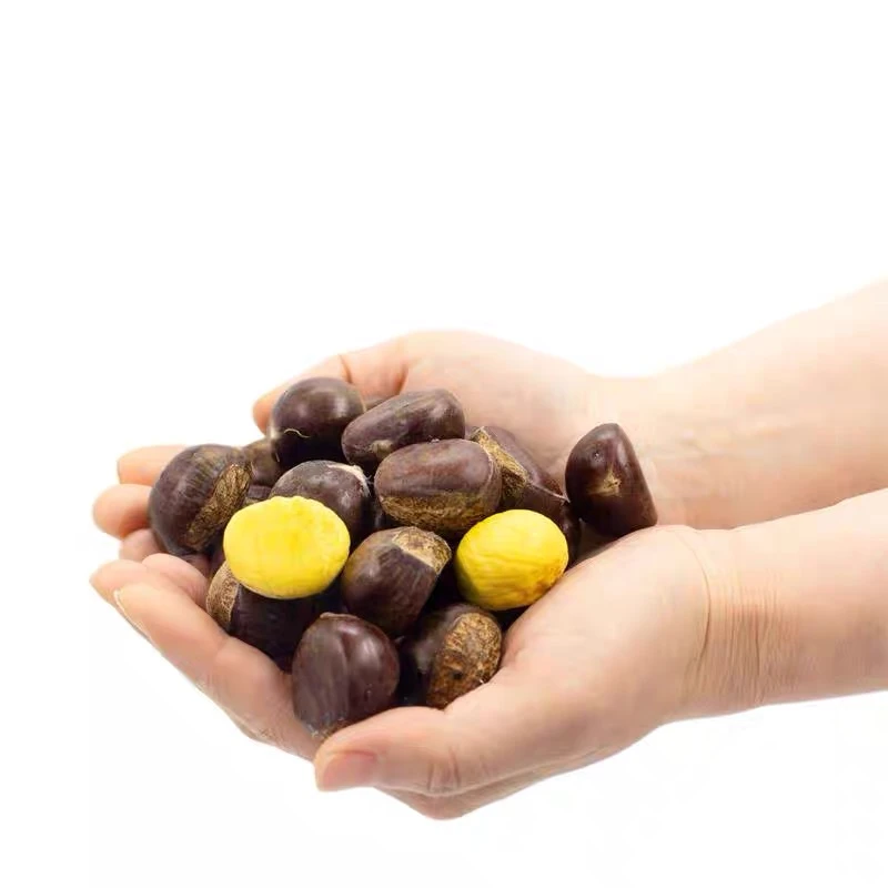 2025年迁西生板栗油栗生鲜新鲜3/5斤包邮（80颗左右一斤）3113中栗