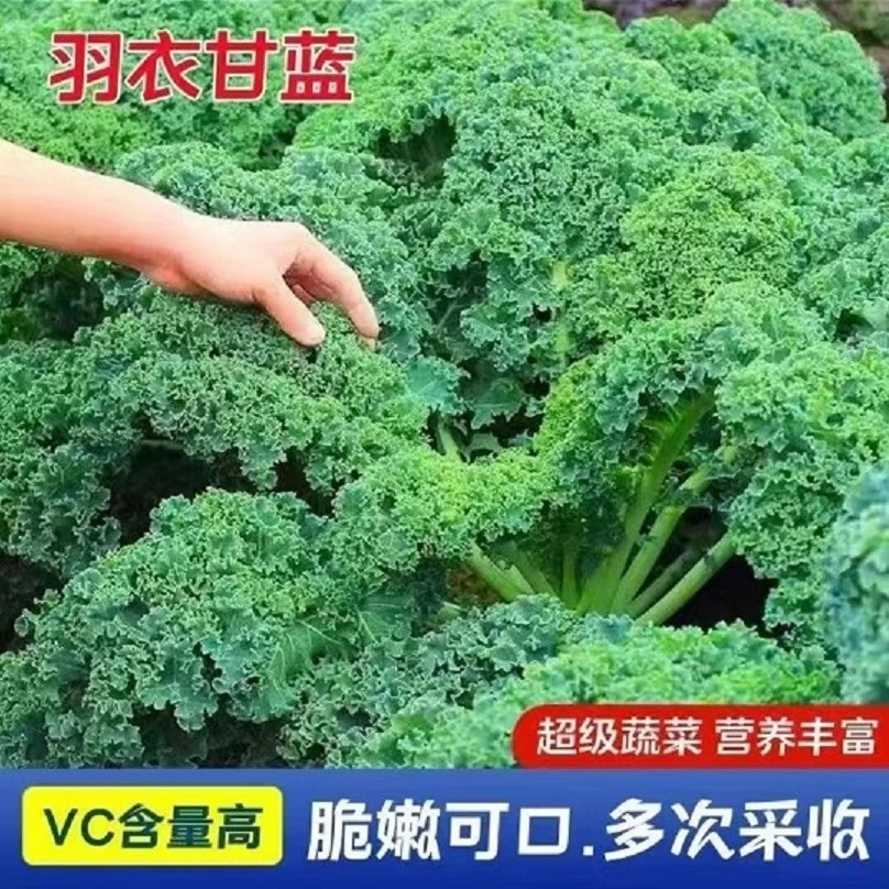(拍2发3)羽衣甘蓝种子食用紫羽衣甘蓝四季秋冬耐寒阳台盆栽蔬菜孑