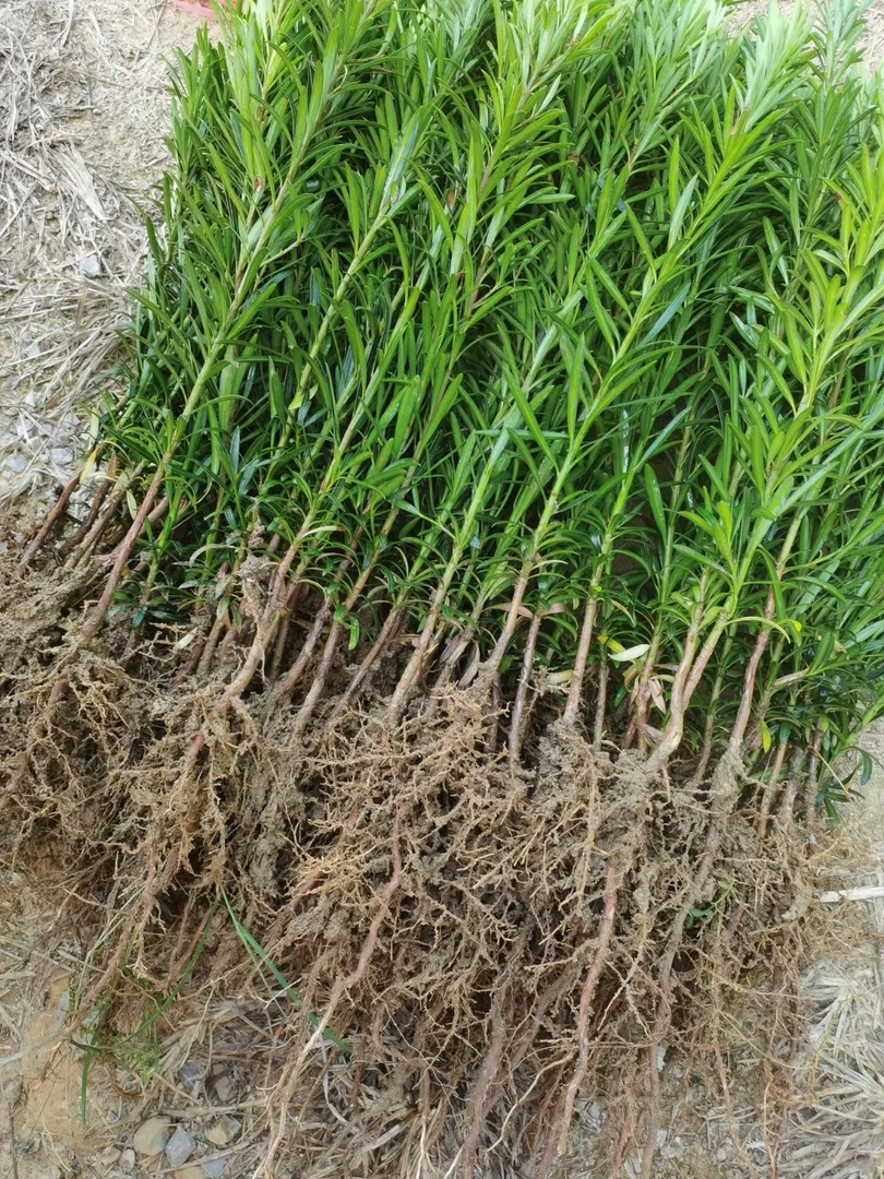 1000株包邮罗汉松树苗罗汉松芽苗一年苗二年苗造型盆景无纺布袋苗