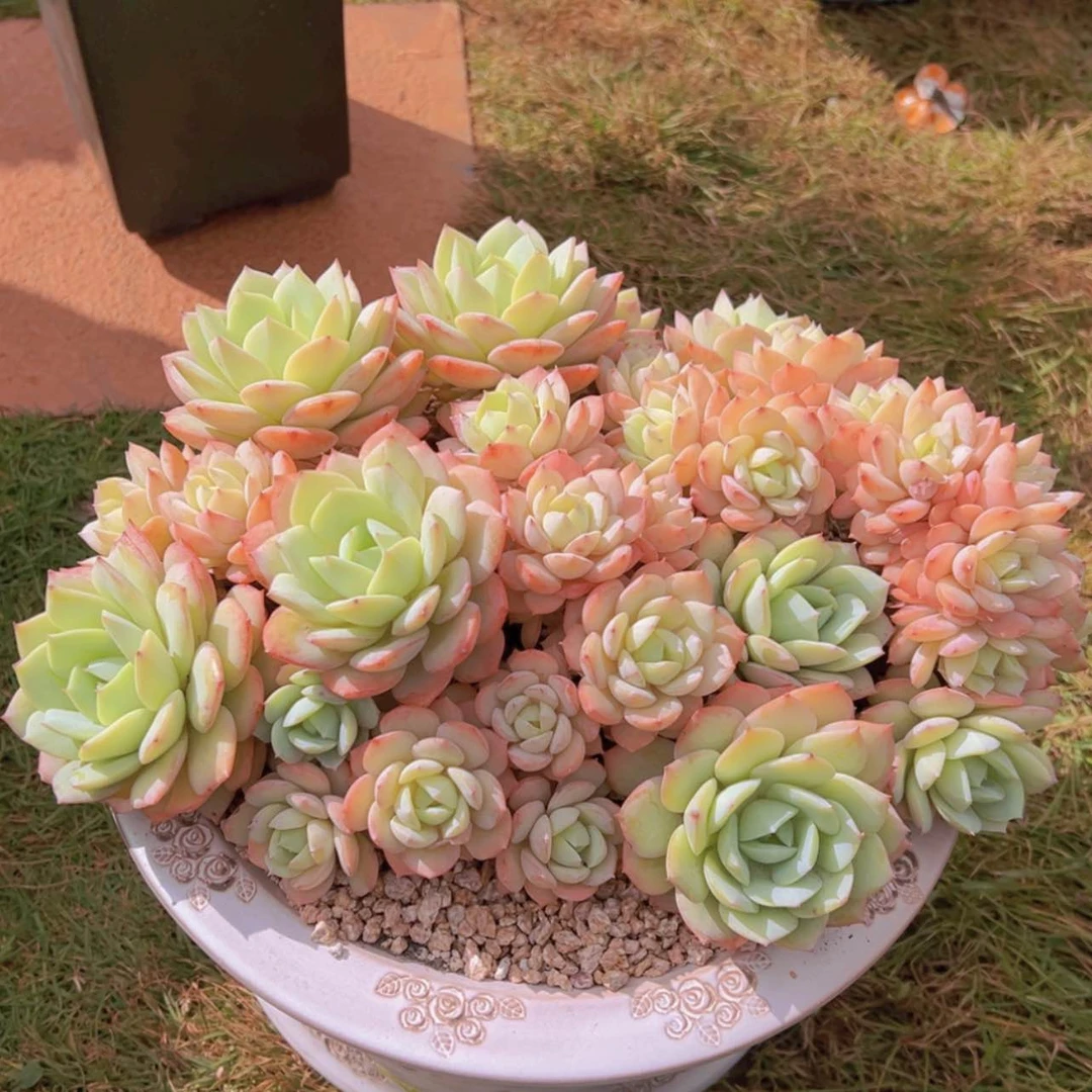 【闪购商品】111111
