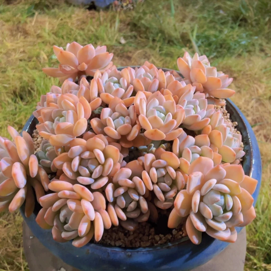 【闪购商品】一物一拍