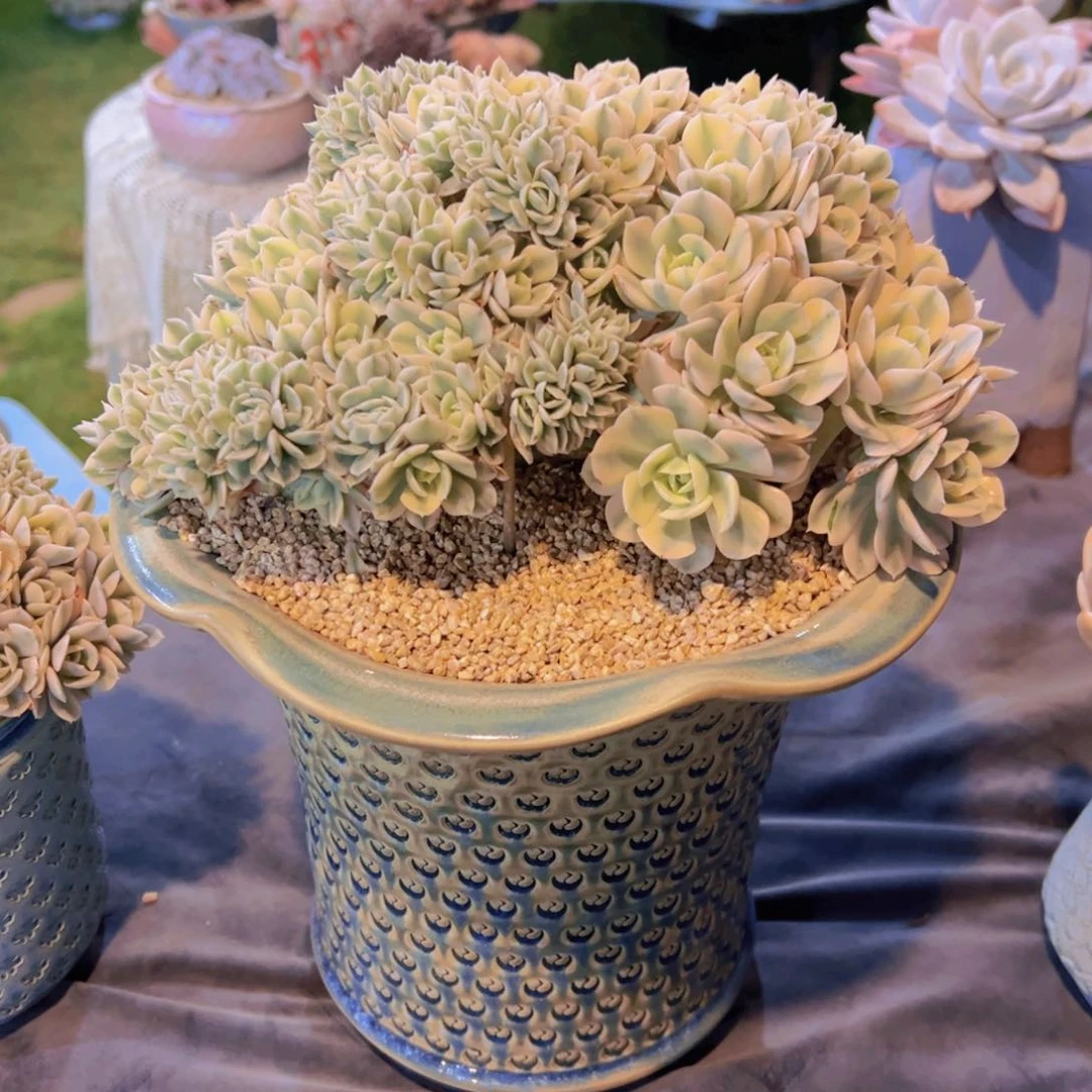 红陶20CM（含）-50CM（不含）