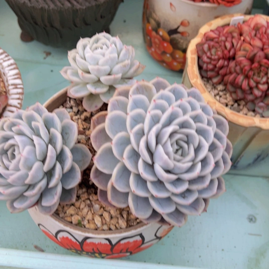 【闪购商品】一物一拍