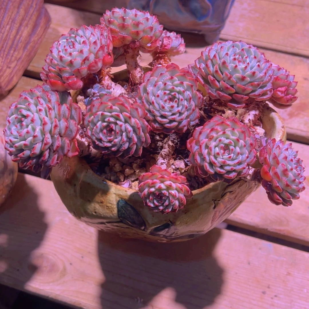 【闪购商品】一物一拍