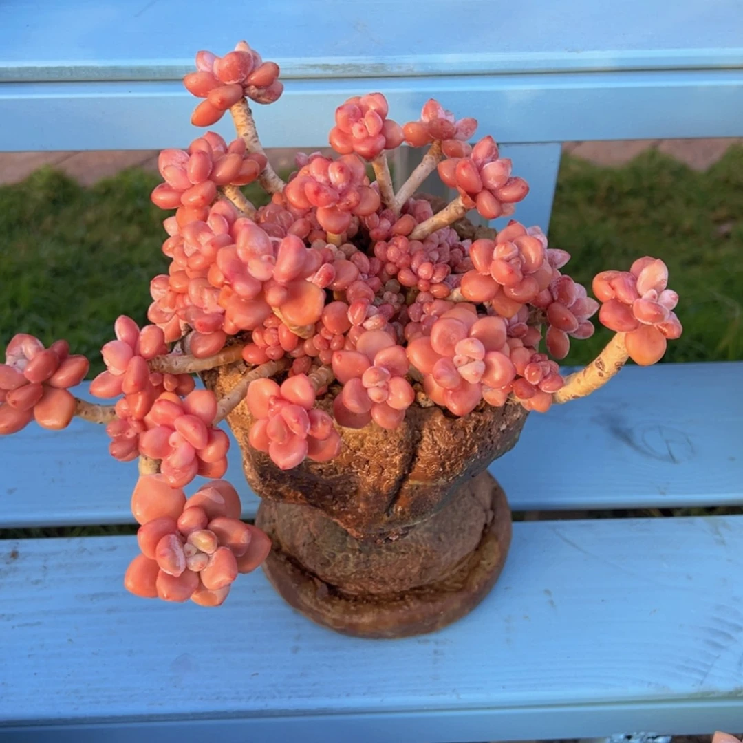 【闪购商品】红陶171cm(含)-200cm(含)净**禅