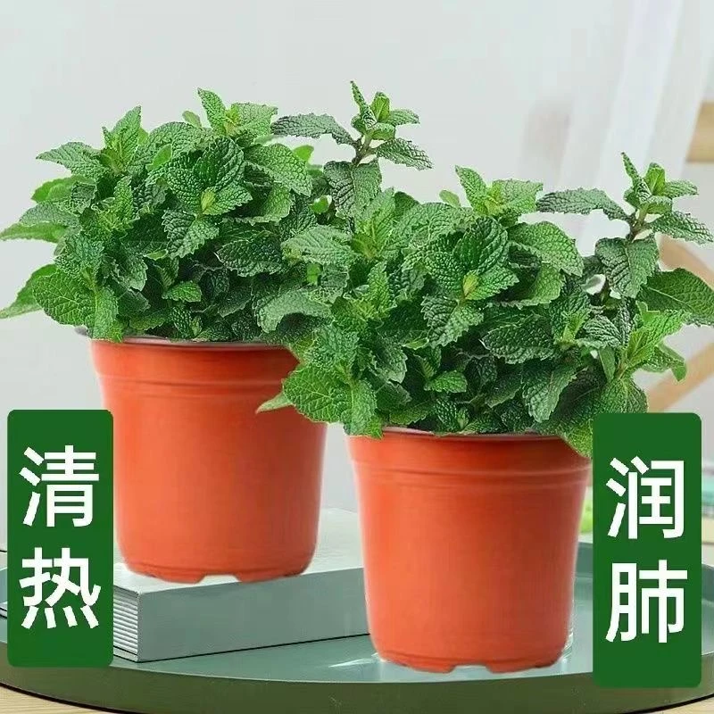 薄荷盆栽可食用新鲜薄荷叶办公室阳台植物驱蚊薄荷苗净化空气绿植