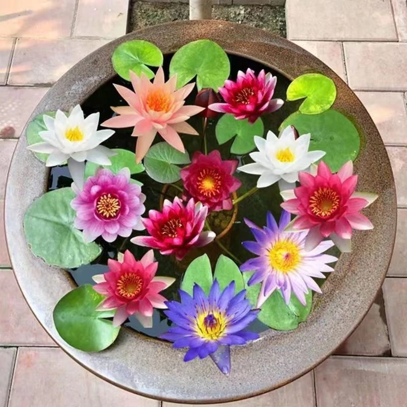 池塘莲花鱼缸鱼池四季水培水养水培植物荷花绿植庭院盆栽睡莲开花