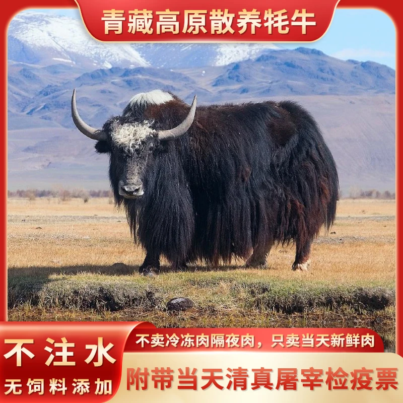 年货节 牛肉 青海牦牛肉 高原牦牛肉 鲜嫩 新鲜 原切