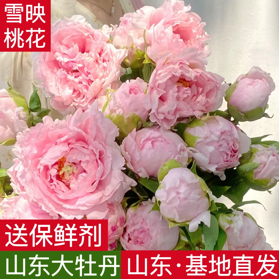 【现货】雪映桃花新鲜牡丹鲜切花特大花苞山东基地直发