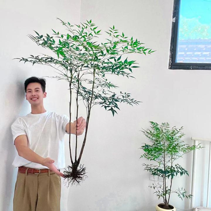 【带老桩根】南天竹水培盆栽绿植火焰红室内带根树苗客厅办公室盆景