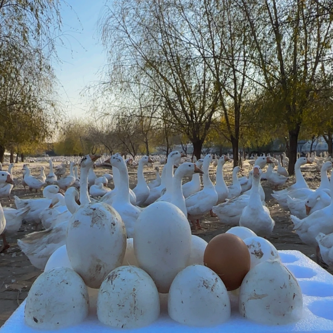 大号*精品蛋12枚【130-148g】正宗农家散养土鹅蛋现捡现发孕妇孩子