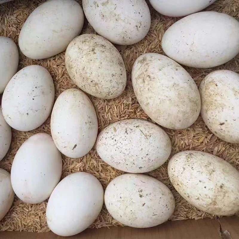 小号*初生蛋10/15/20枚正宗农村生态散养土鹅蛋现捡现发