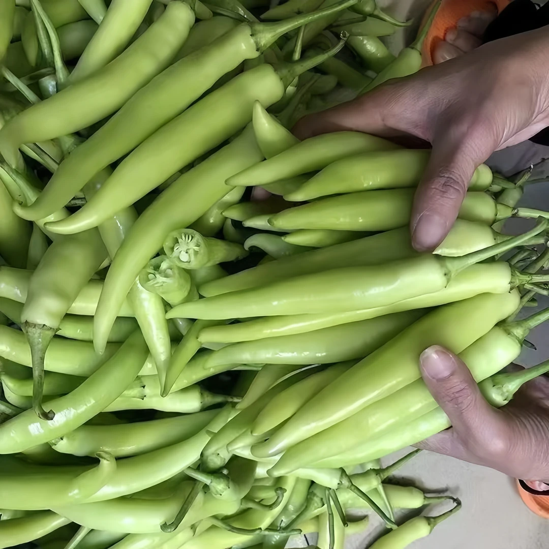 广西现摘新鲜白玉辣椒白辣椒可做腌制泡椒酸脆辣椒中辣白皮辣椒