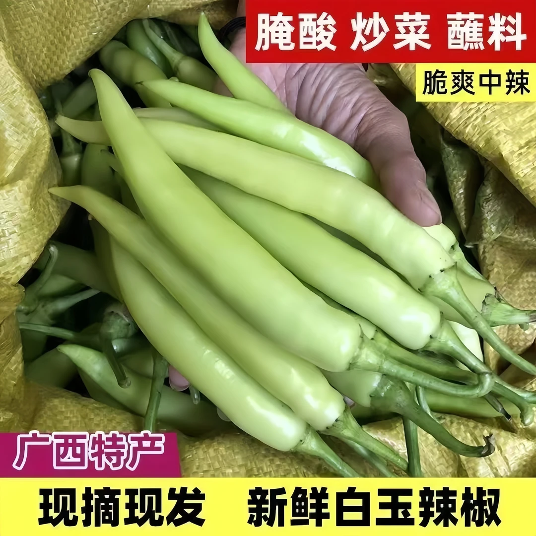 广西现摘新鲜白玉辣椒白辣椒可做腌制泡椒酸脆辣椒白皮辣椒中微辣