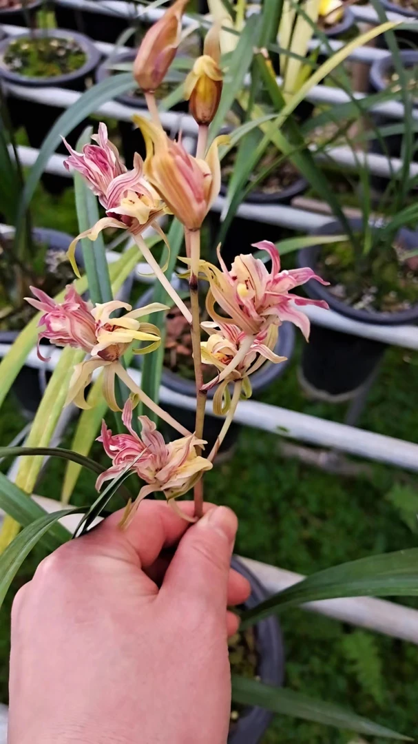 直播间国兰名品一物一拍