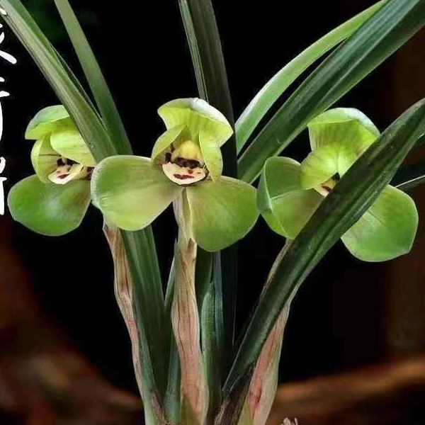 春兰荷瓣——环球荷鼎