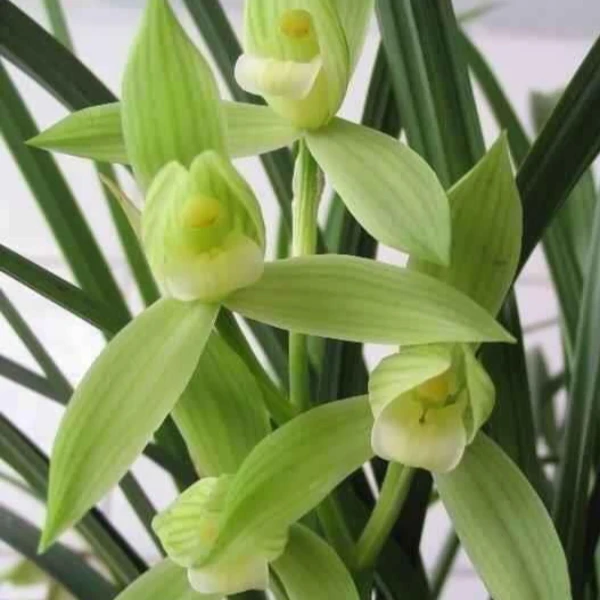 春剑素花——隆昌素