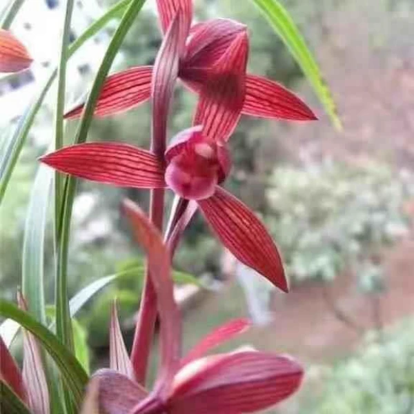 春兰色花——醉红素