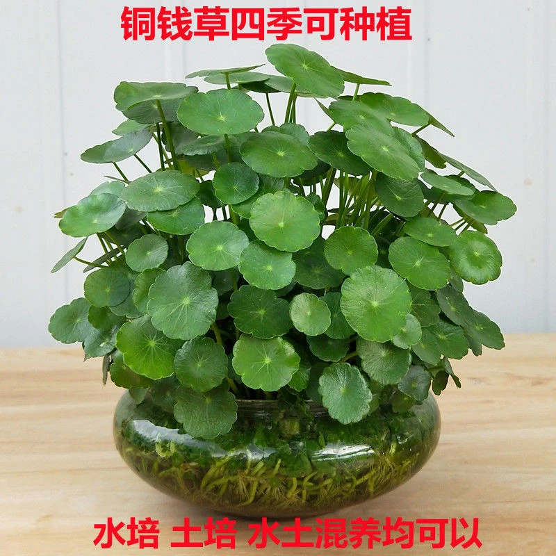 【新疆包邮】铜钱草种子四季长绿土培水培均可种植盆栽