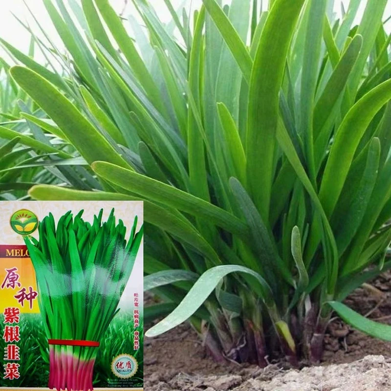 【新疆包邮】独根红韭菜种子紫根红根韭菜庭院阳台盆栽